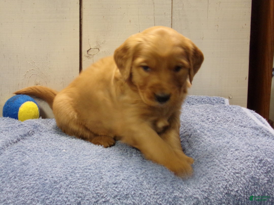 Golden Retriever dogs for sale: Otis - Ad 1