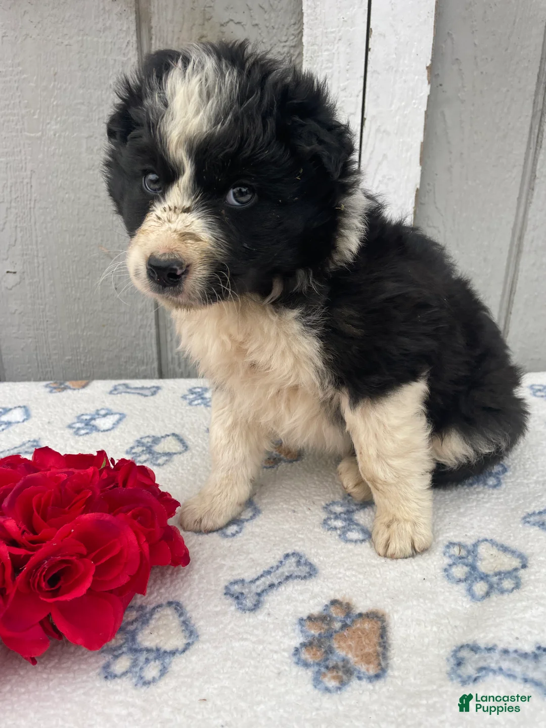 Border Collie dogs for sale: Buddy - Ad 1