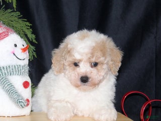 Bichpoo dogs Nutcracker - Ad 26