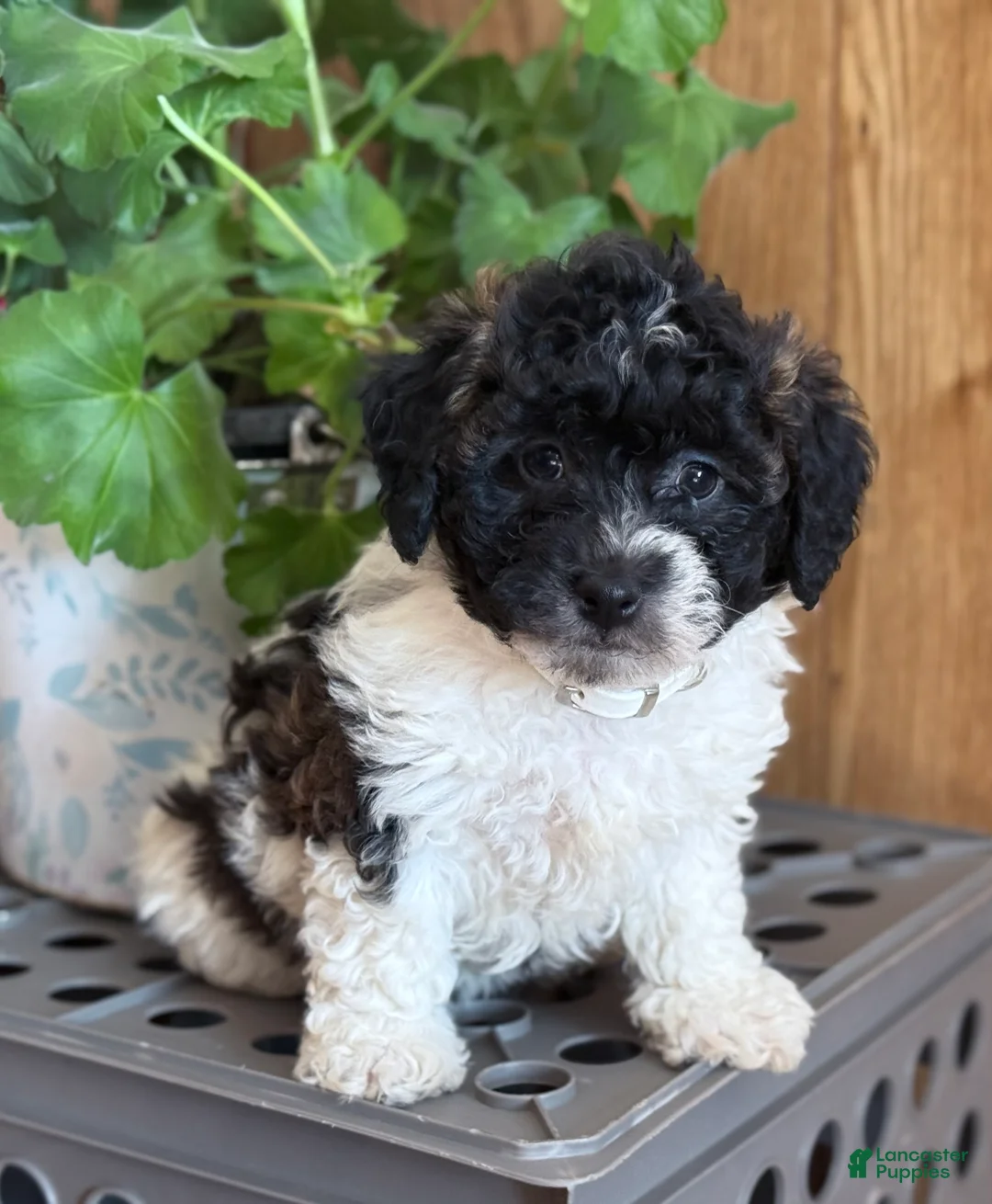 Bichpoo dogs for sale: Bandit - Ad 2