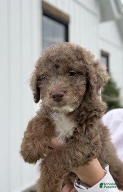 Mini Goldendoodle dogs Honey - Ad 2