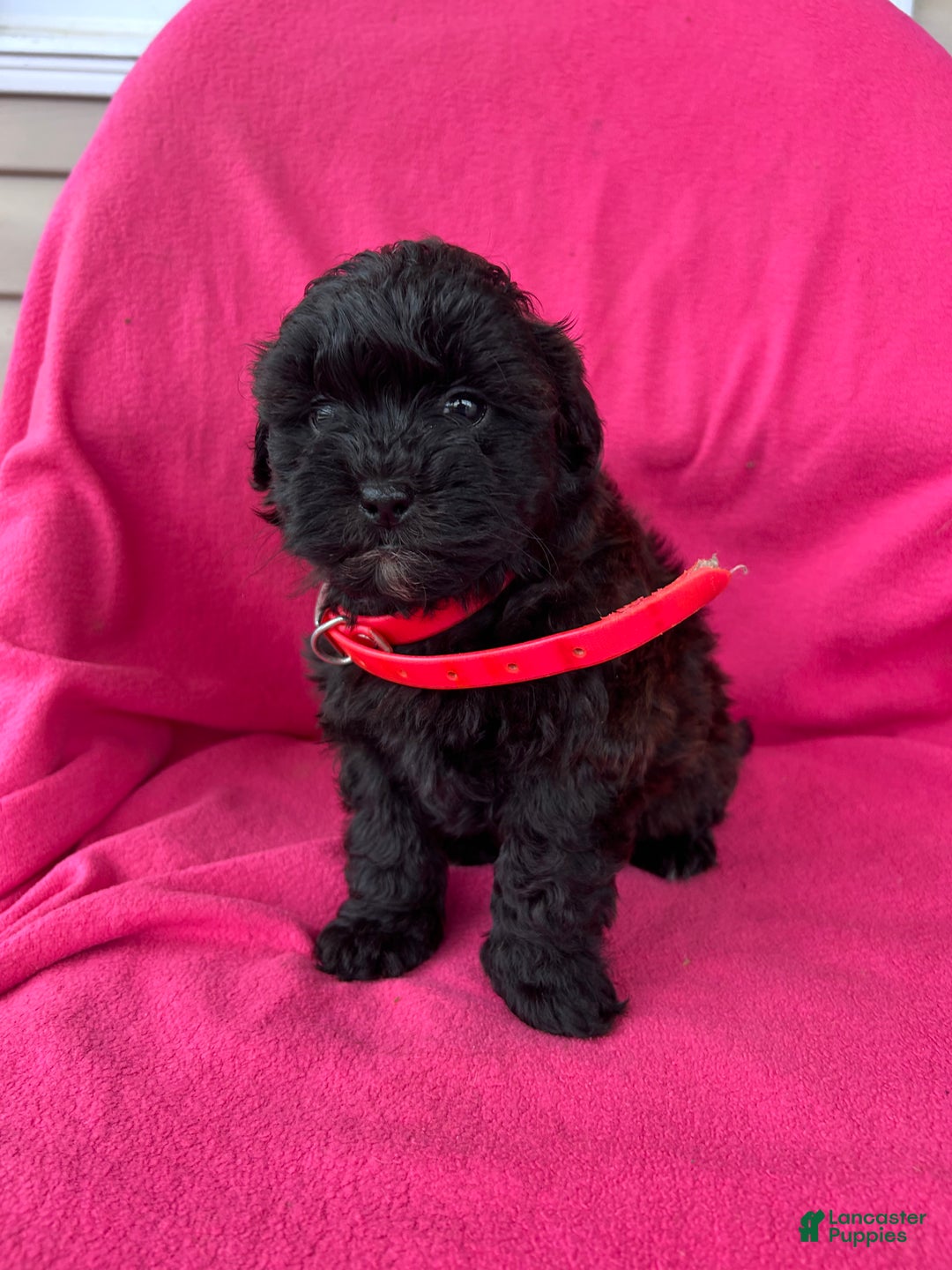 Shihpoo dogs for sale: PRECIOUS - Ad 2