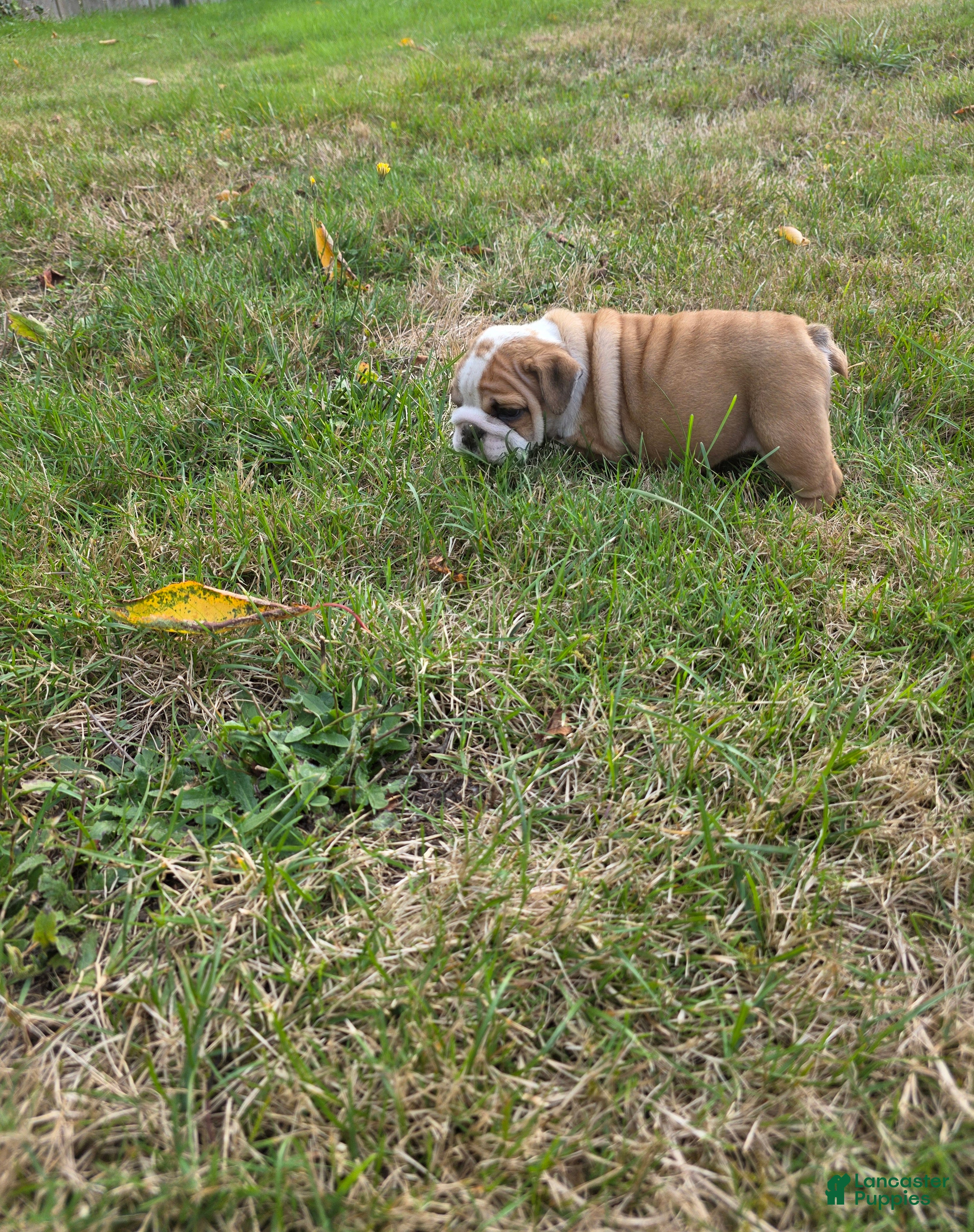 English Bulldog dogs Chevy - Ad 1