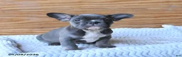 French Bulldog dogs for sale: Hippo - Ad 4