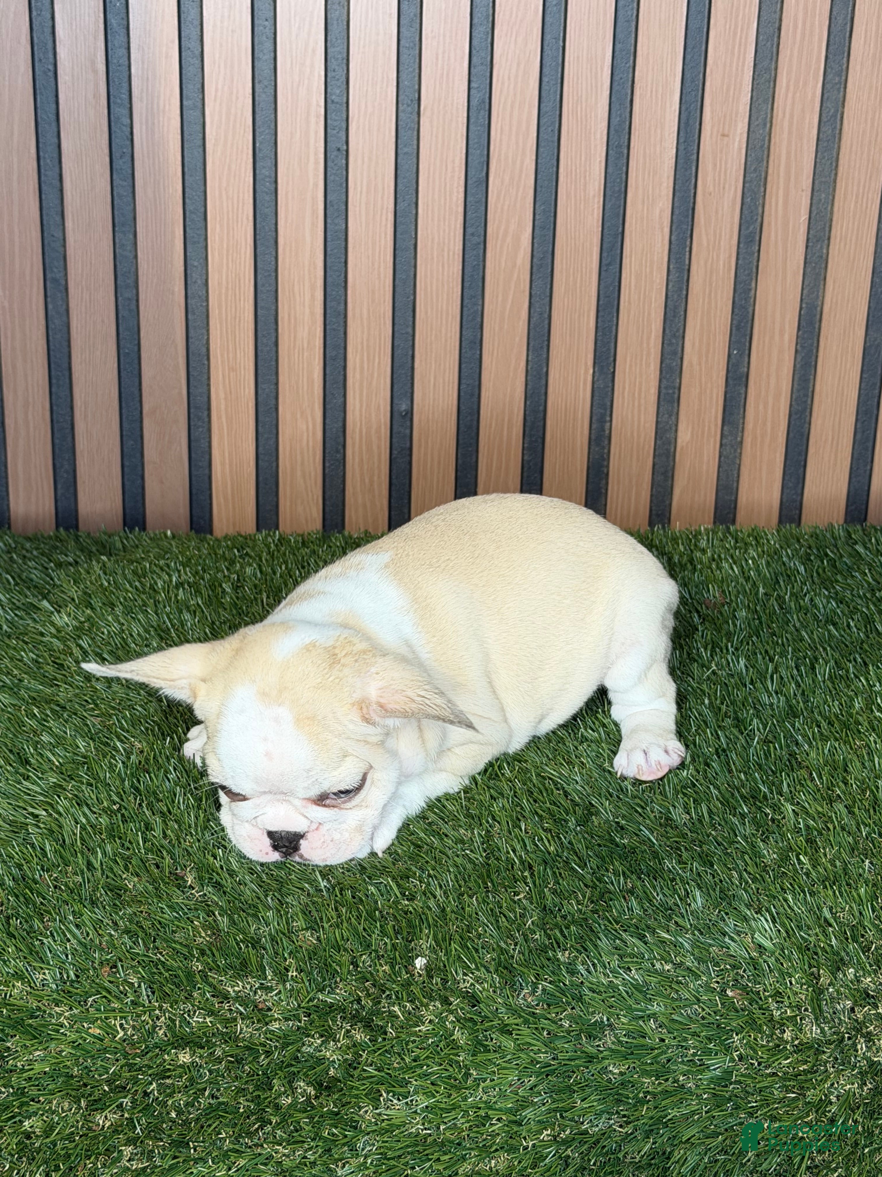 French Bulldog dogs Marshmallow  - Ad 9