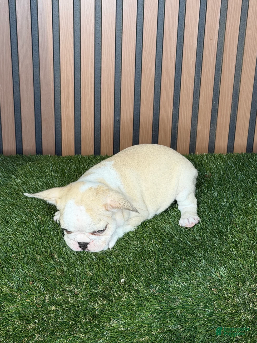 French Bulldog dogs for sale: Marshmallow  - Ad 1