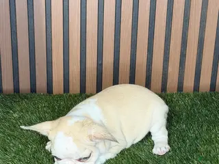 French Bulldog dogs Marshmallow - Ad 9
