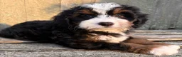 Mini Bernedoodle dogs for sale: 🩷IN BOSTON MASSACHUSETTS AREA🩷TRADITIONAL TRI COLOR🩷MINI BERNEDOODLE GIRL🩷 - Ad 5