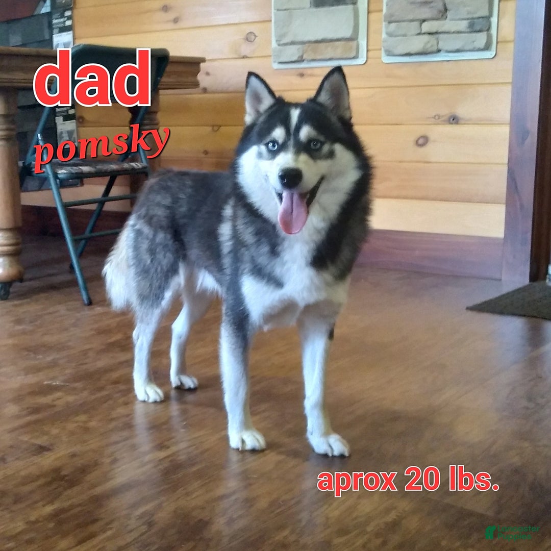 Pomsky dogs for sale: Rory - Ad 5