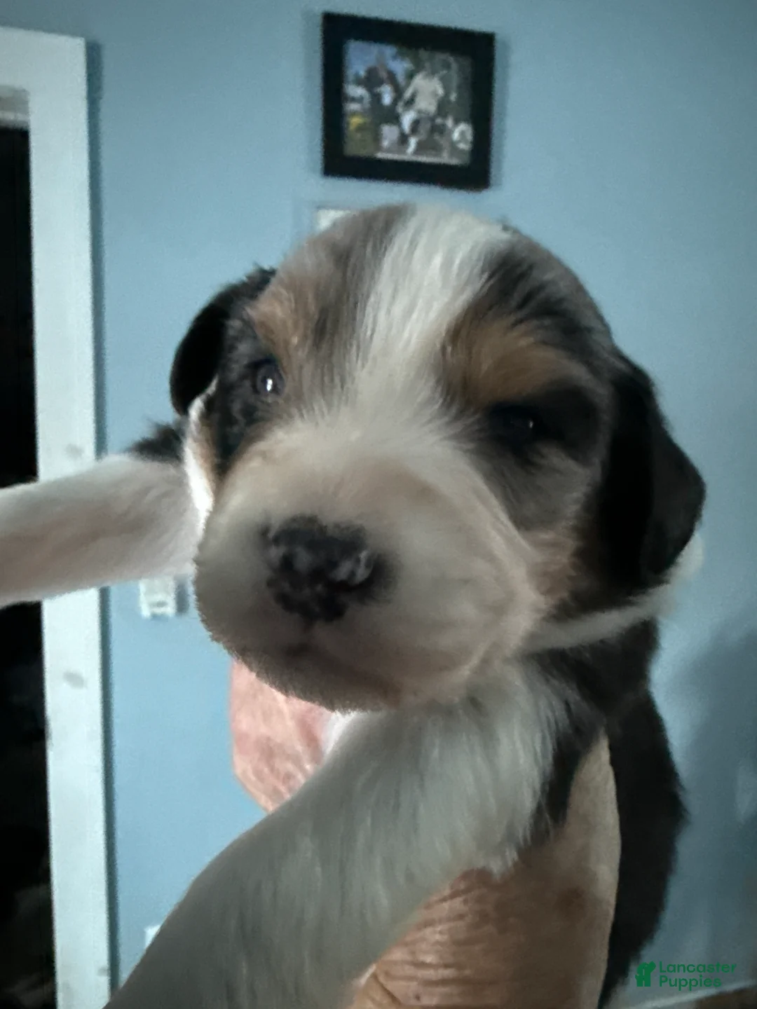 Australian Shepherd dogs for sale: Australian Shepherd Puppy 3 - Ad 6