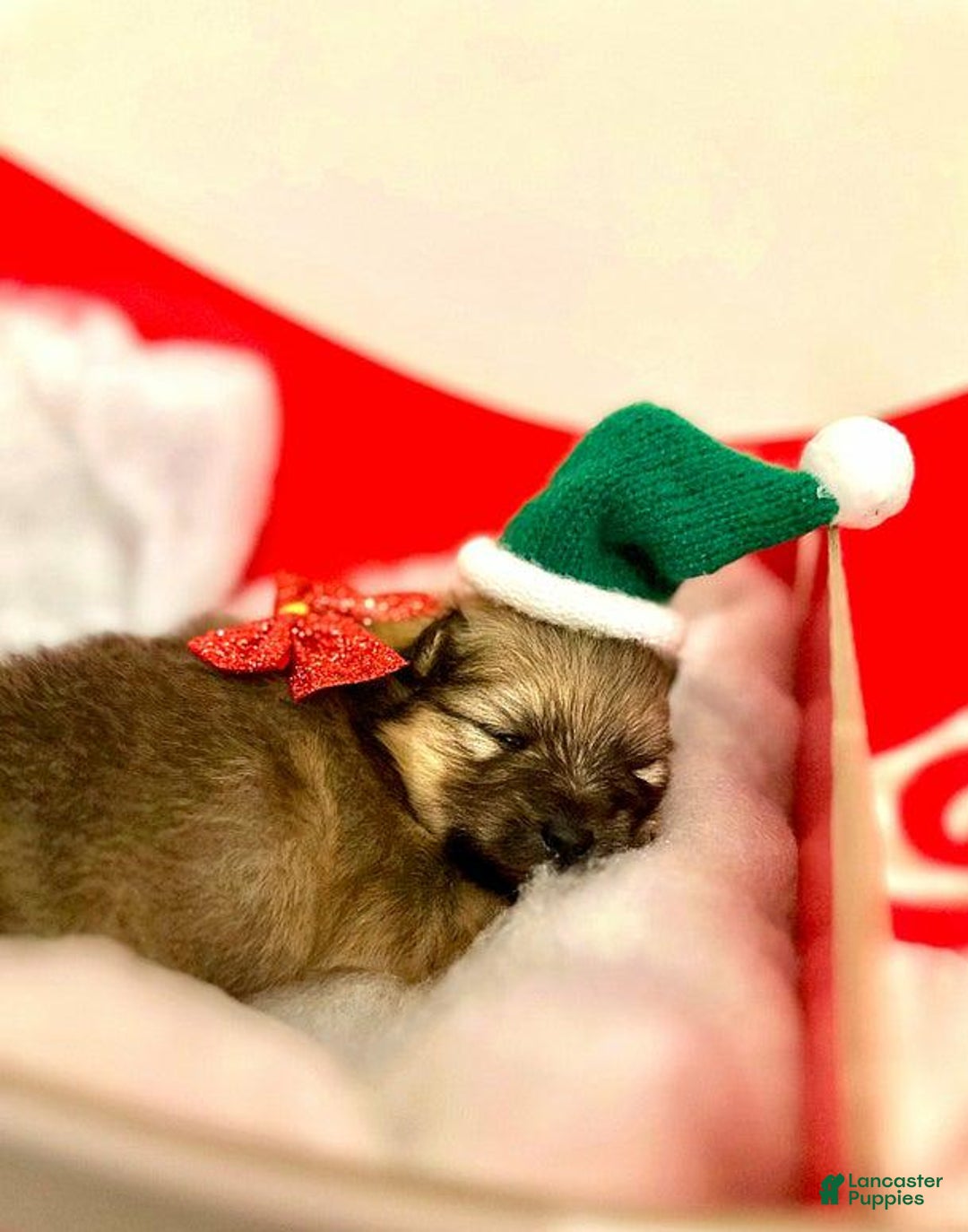 Pomeranian dogs for sale: Molly - Ad 25