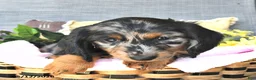 Miniature Dachshund dogs for sale: Kylee - Ad 3