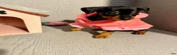 Miniature Pinscher dogs for sale: Breezy - Ad 10