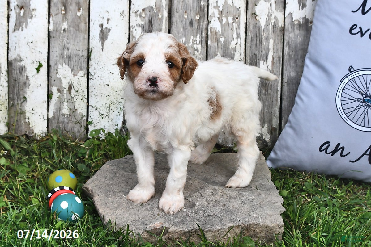 Goldendoodle dogs Scott - Ad 2