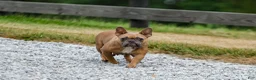 French Bulldog dogs for sale: Nash - Ad 8