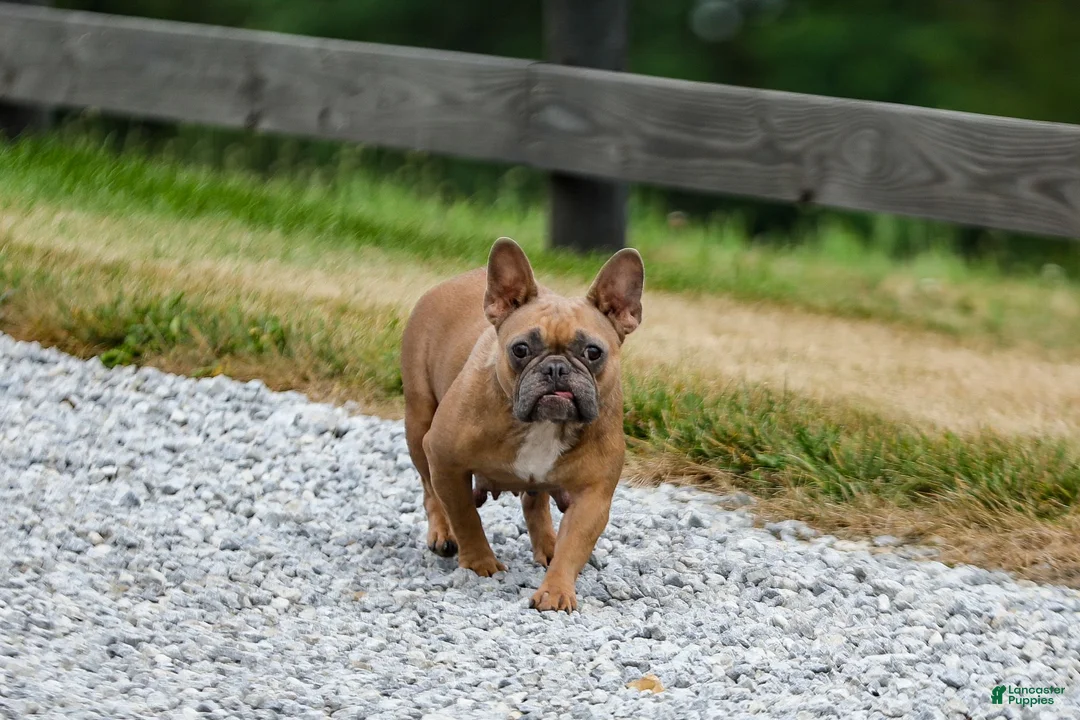 French Bulldog dogs for sale: Nash - Ad 8