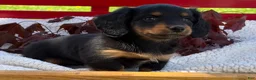 Miniature Dachshund dogs for sale: Birdie - Ad 3