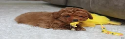 Toy Poodle dogs for sale: Tucker - Ad 6