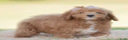 Mini Goldendoodle dogs for sale: Teddy bear - Ad 5