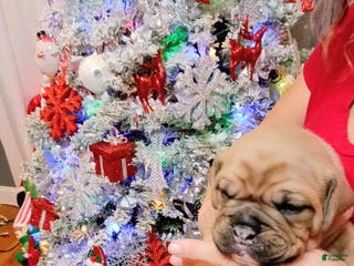 Olde English Bulldogge dogs Olde English Bulldogge Puppy 2 - Ad 5