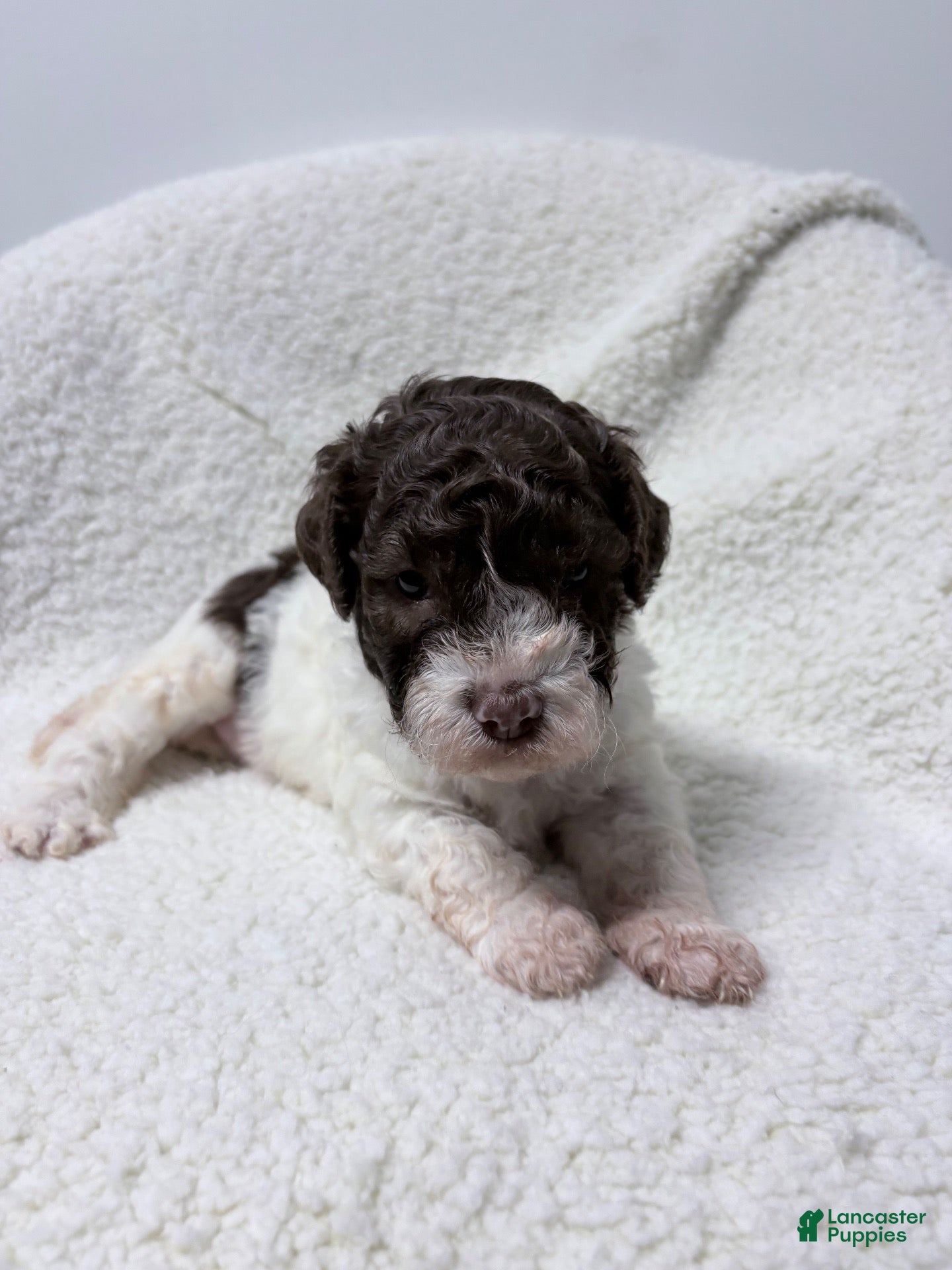 Lagotto Romagnolo dogs for sale: Collette - Ad 2