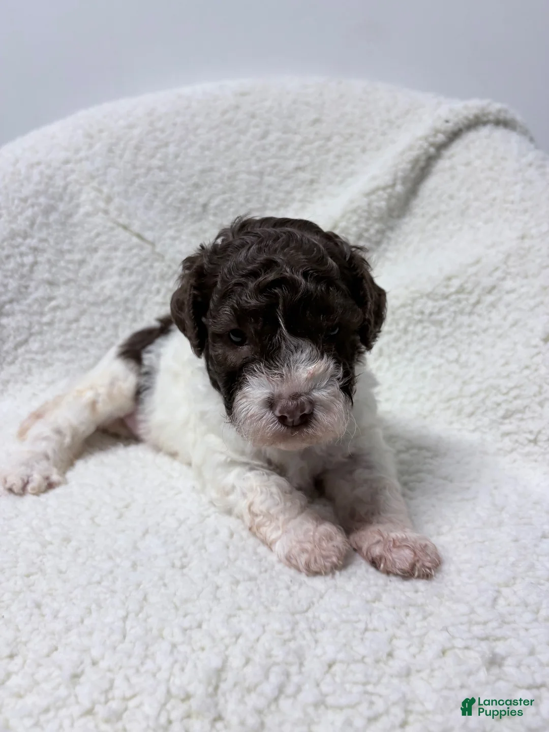 Lagotto Romagnolo dogs for sale: Collette - Ad 2
