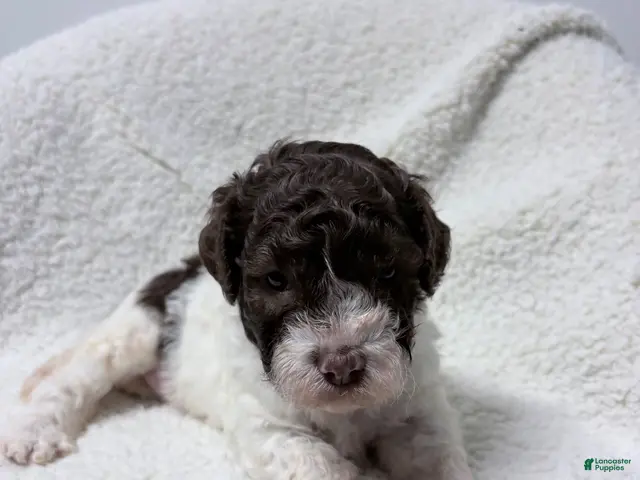 Lagotto Romagnolo dogs for sale: Collette - Ad 2