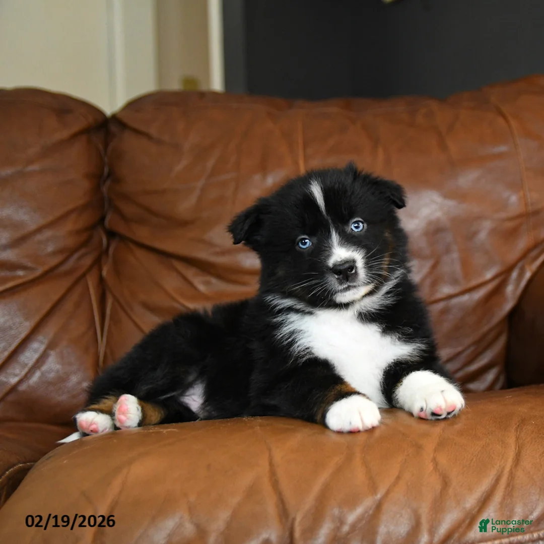 Australian Shepherd dogs for sale: Durango - Ad 3