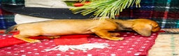 Miniature Dachshund dogs for sale: Tootsie - Ad 6