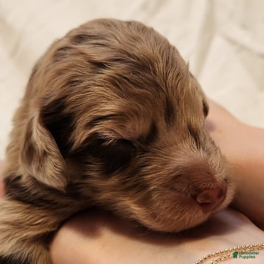Mini Aussiedoodle dogs for sale: Ginger Female Red Merle with White Accents - Ad 9