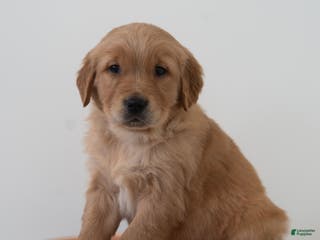 Golden Retriever dogs Shadow - Ad 31