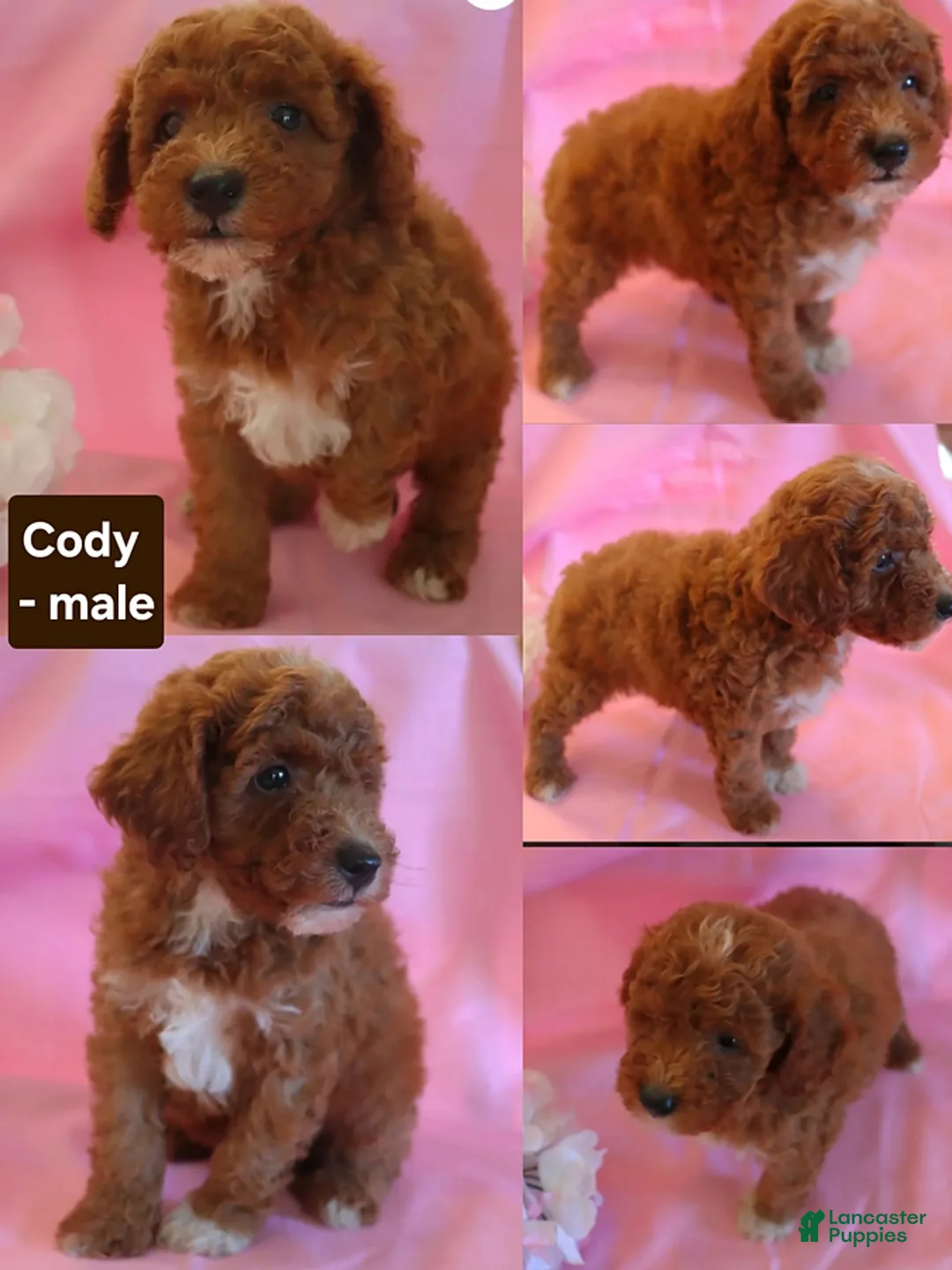 Miniature Poodle dogs for sale: Cody - Ad 1