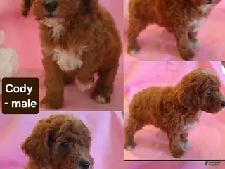 Miniature Poodle dogs Cody - Ad 3
