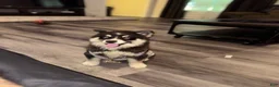 Siberian Husky dogs for sale: Siberian Husky 1 - Ad 2