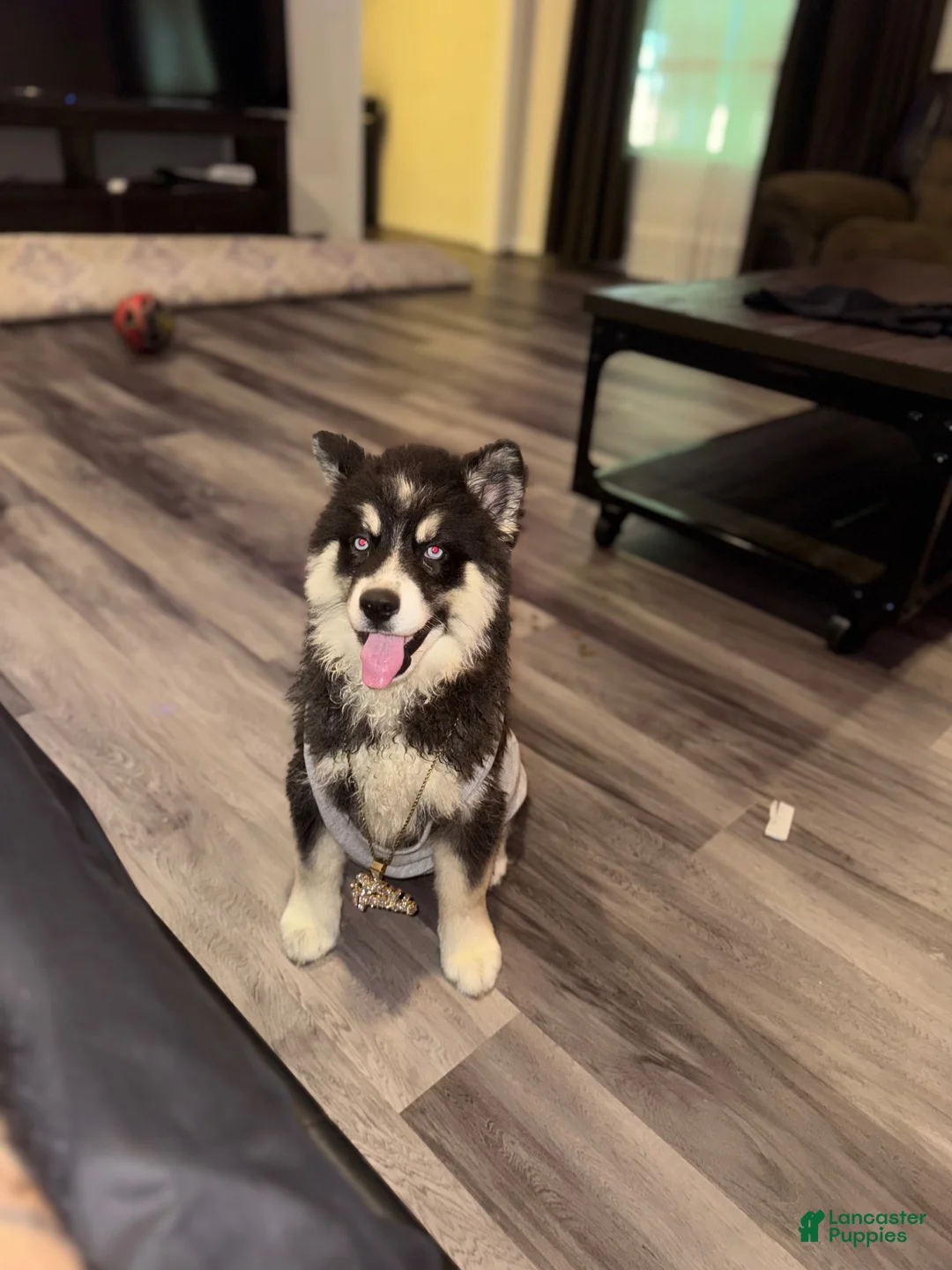 Siberian Husky dogs for sale: Siberian Husky 1 - Ad 2