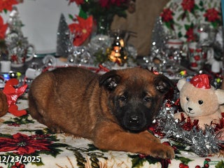Belgian Malinois dogs Tanner - Ad 20