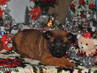 Belgian Malinois dogs Tanner - Ad 21