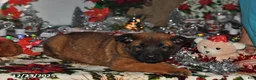 Belgian Malinois dogs for sale: Tanner - Ad 6