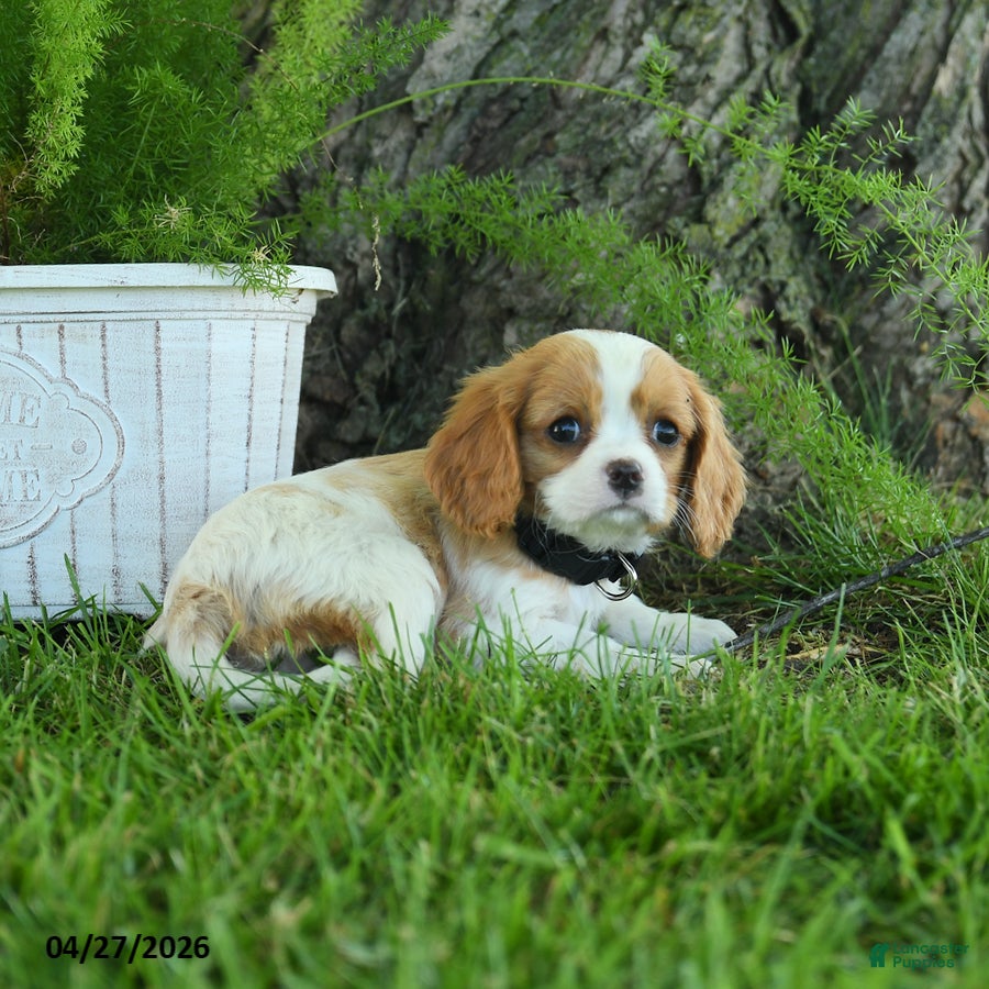 Cavalier King Charles Spaniel dogs Dora - Ad 2