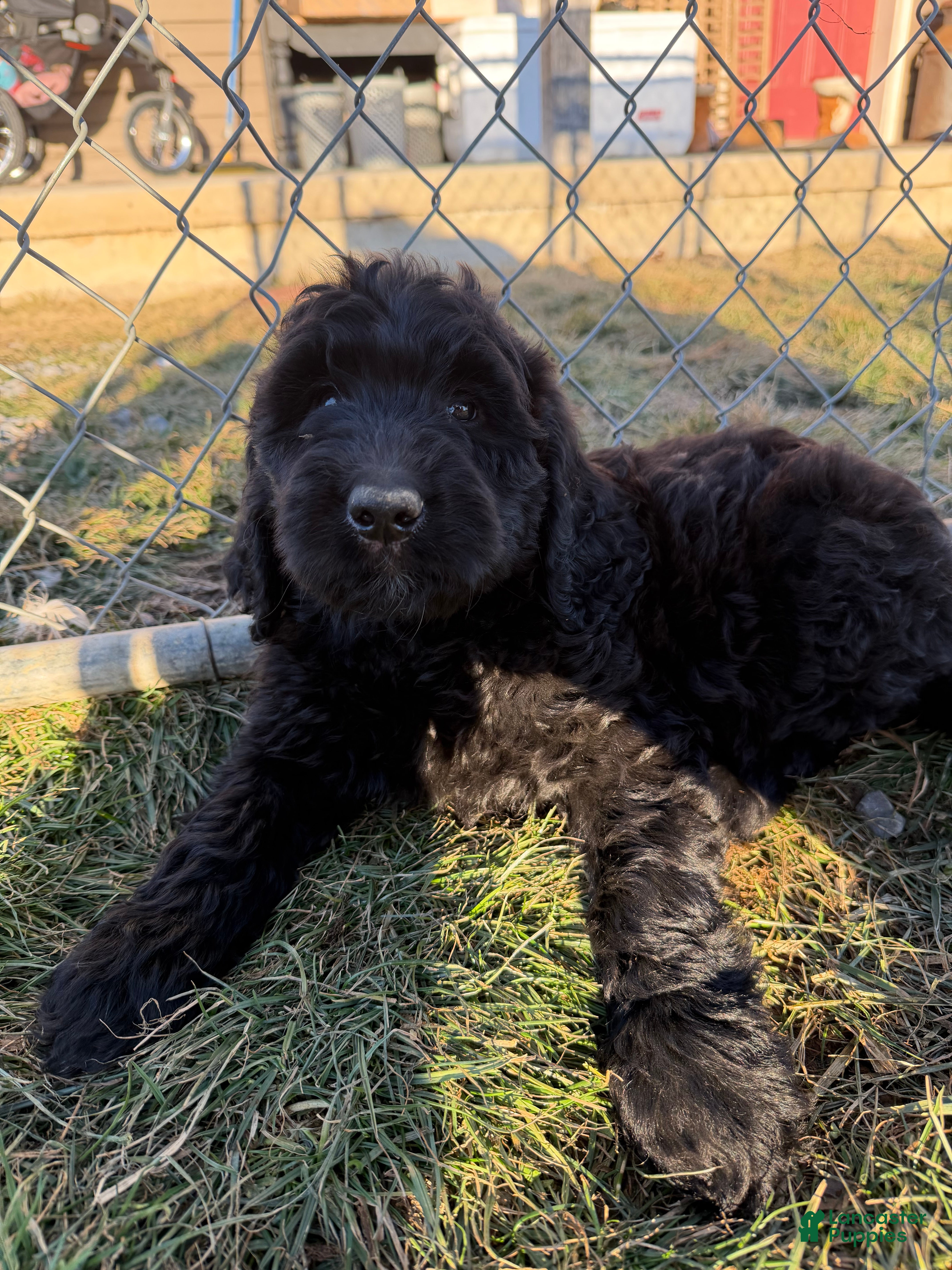 Labradoodle dogs Labradoodle Light Blue - Ad 33