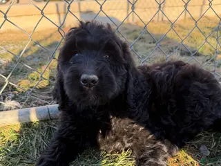 Labradoodle dogs Labradoodle Light Blue - Ad 33