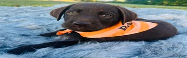 Labrador Retriever green