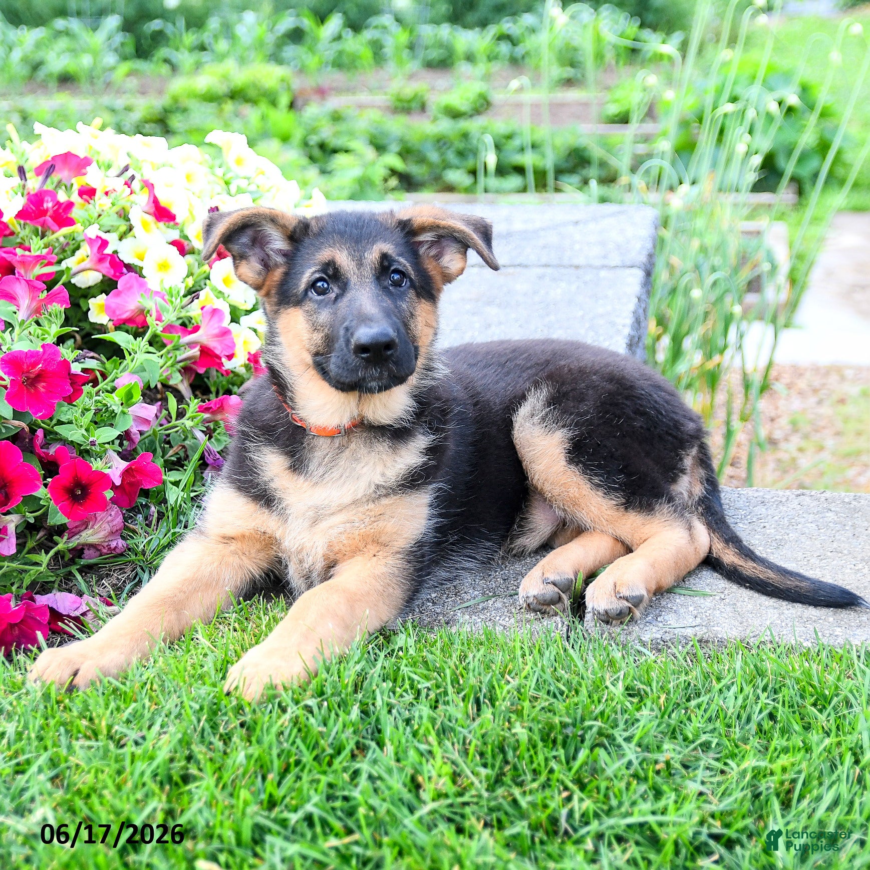 Mixed Breed dogs Rose  - Ad 2