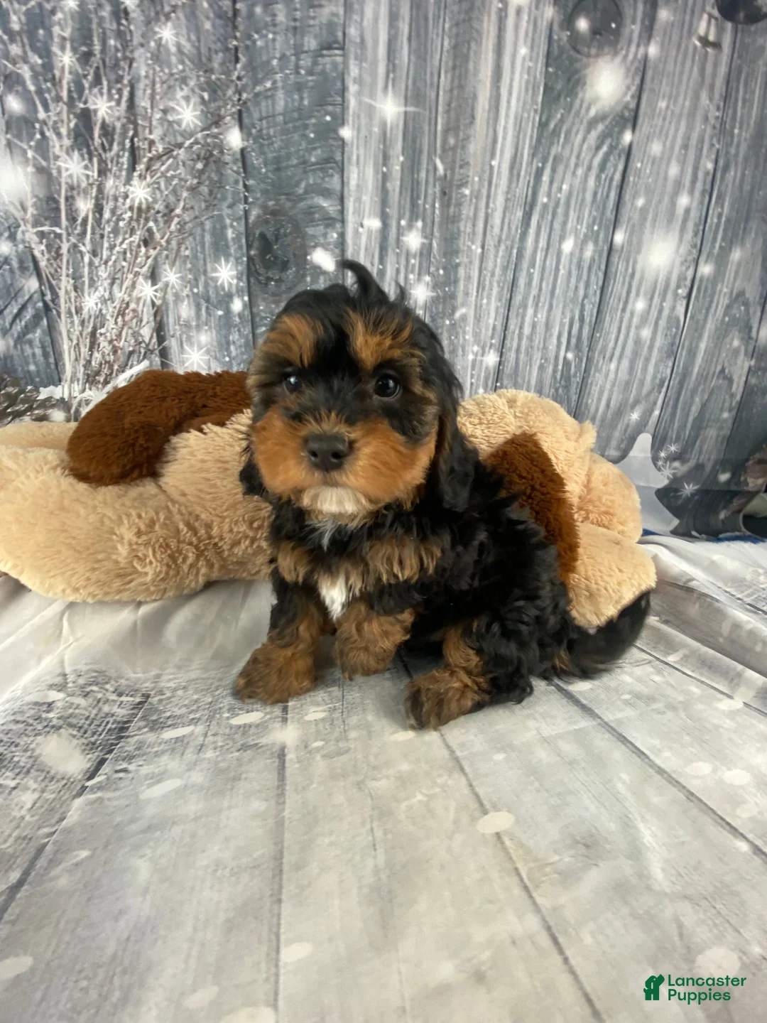 Cavapoo dogs for sale: Remy - Ad 1