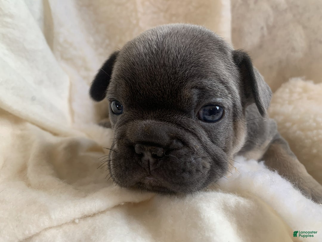 French Bulldog dogs for sale: Oliver - Ad 3