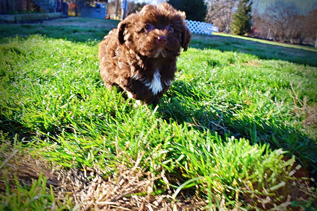 Havapoo dogs for sale: Sassy - Ad 8