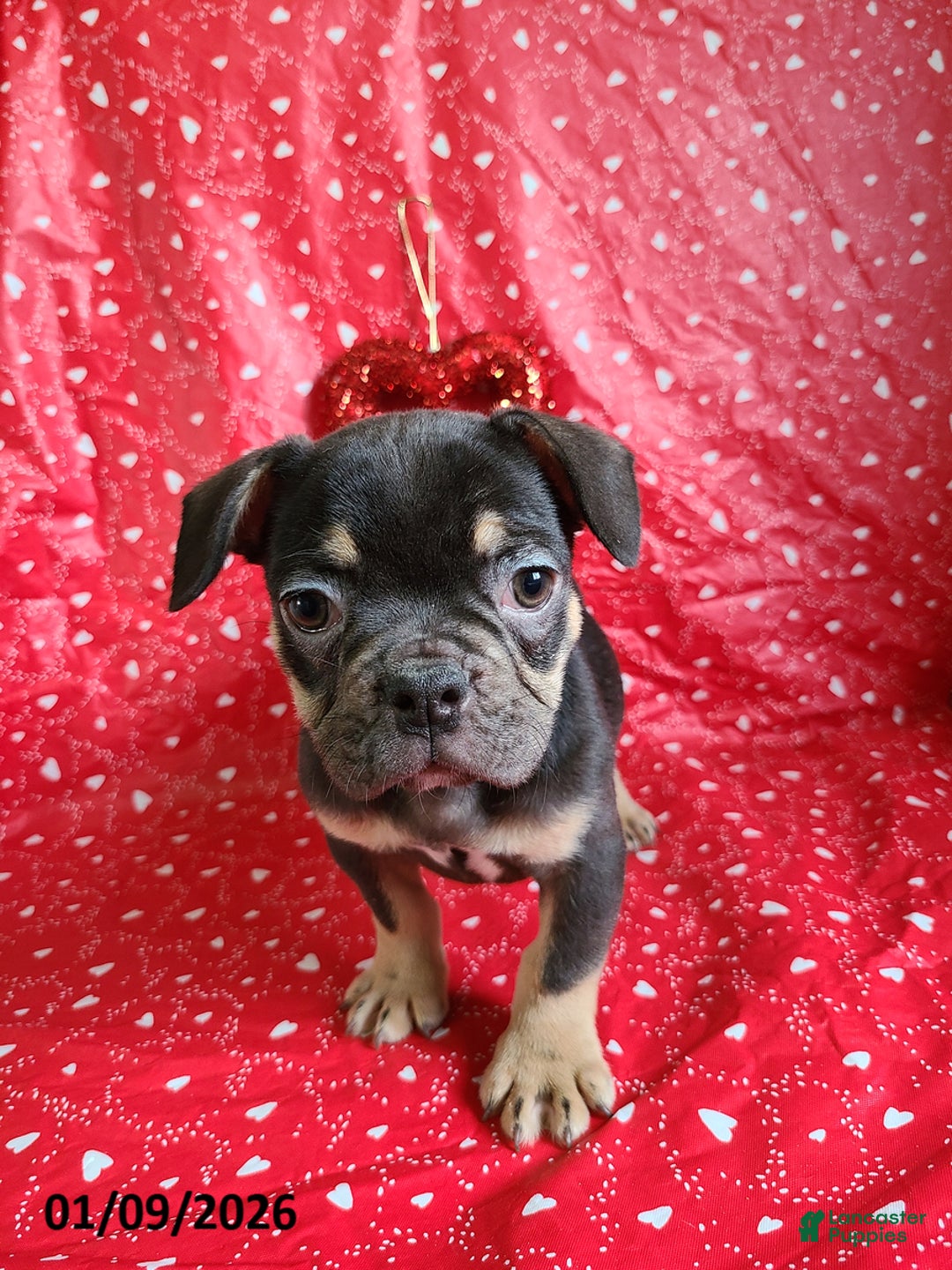 French Bulldog dogs for sale: Snickers - Ad 3