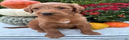 Goldendoodle dogs for sale: PENNY  - Ad 3