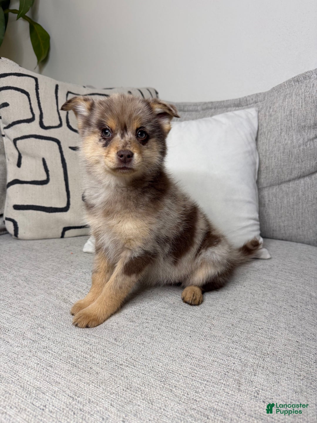 Pomsky dogs for sale: Molly - Ad 10