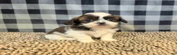 Shih Tzu dogs for sale: Aaron - Ad 4